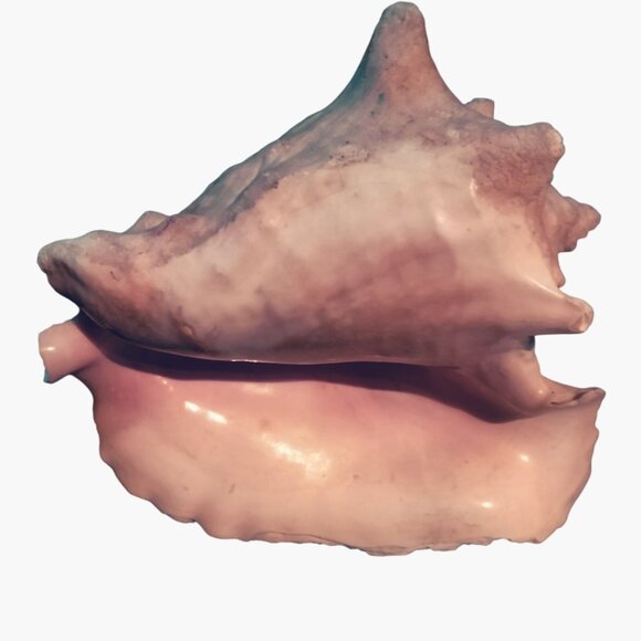 Large Natural Conch Shell - Picture 2 of 15